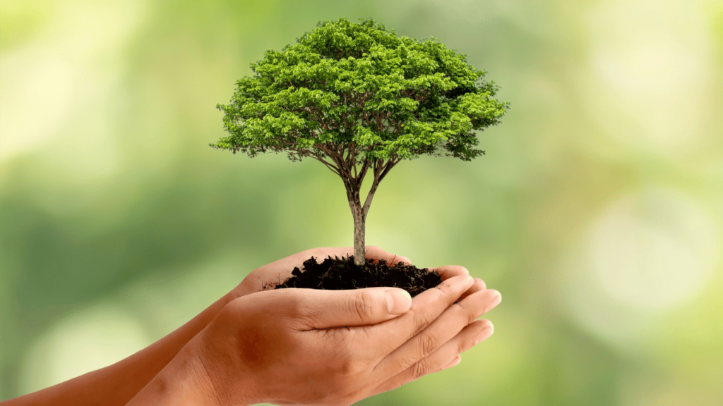 Ecosia: 45 pesquisas e 1 árvore plantada #53